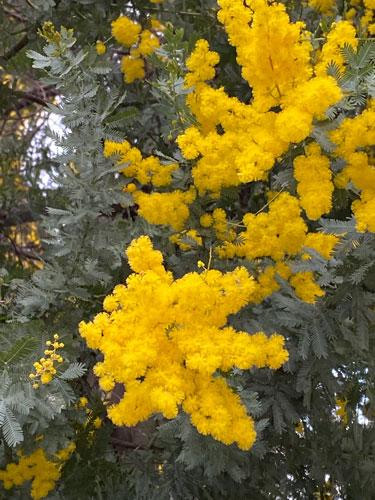 mimosa