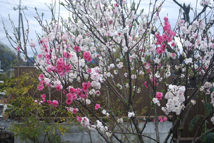 花と動物たち とんぺいくさまくら 森谷東平 Tohei Moritani Flowers And Animals Tokyo