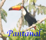 Pantanal