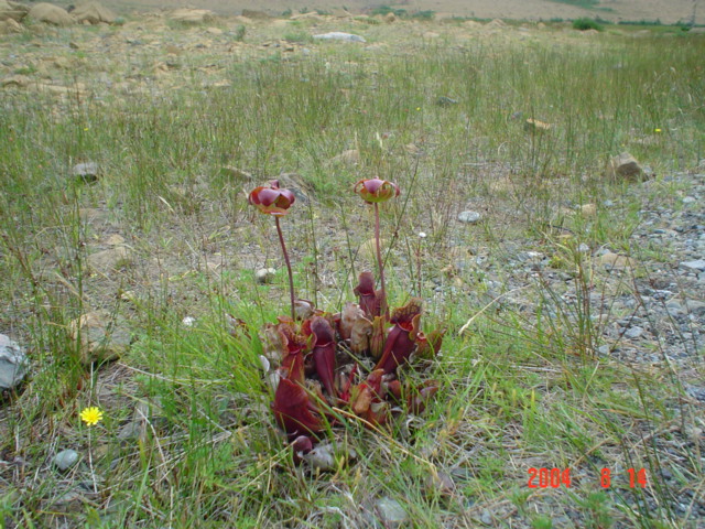 plants