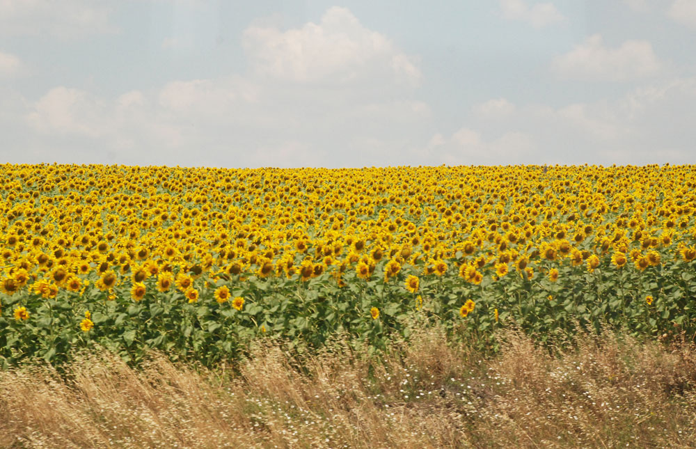 Sunflowers