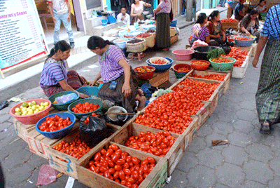 Tomatoes