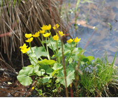 Marigolds