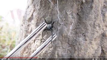 spider